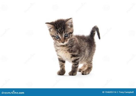 Cute Tabby Kitten Isolated On White Stock Photo Image Of Kitten