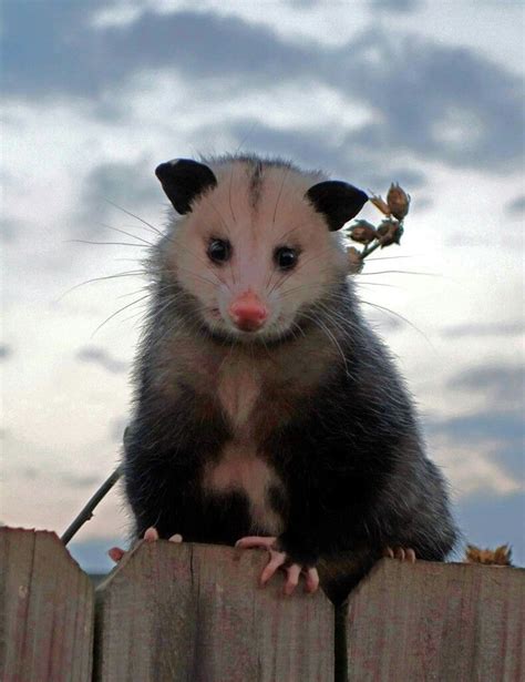 Opossum Animals Funny Animals Cute Animals