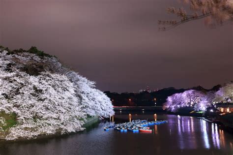 5 Best Places To See Night Cherry Blossoms In Tokyo Japan Web Magazine