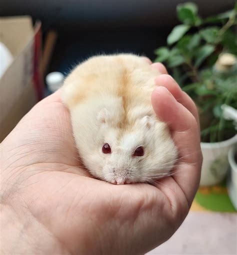 I Think My Hamster Is Melting Rhamsters