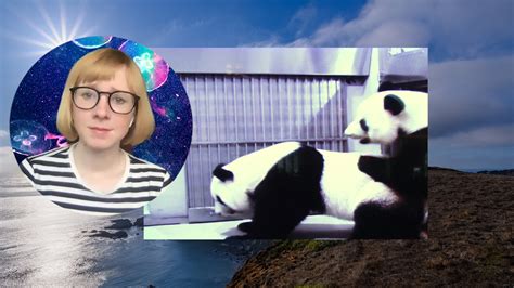 I Watched These Pandas Have Sex Ive Never Been So Happy The New York Times