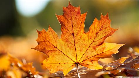 Autumn Leaves Hd Wallpapers Top Free Autumn Leaves Hd Backgrounds