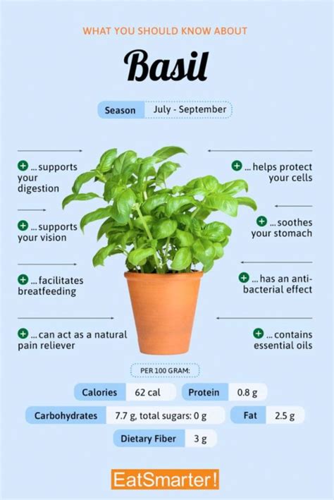 Basil Diet And Nutrition Nutrition Healthy Food List
