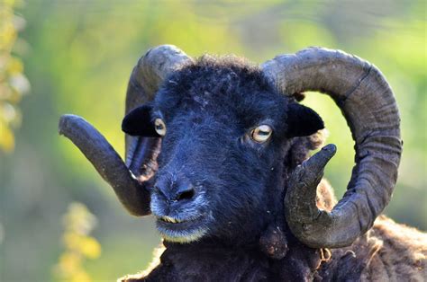 Hd Wallpaper Black Goat Ram Sheep Animal Animals Nature Domestic