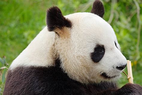 Panda Side View Stock Photos Pictures And Royalty Free Images Istock