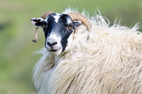Scottish Blackface Sheep Breed Information History And Facts