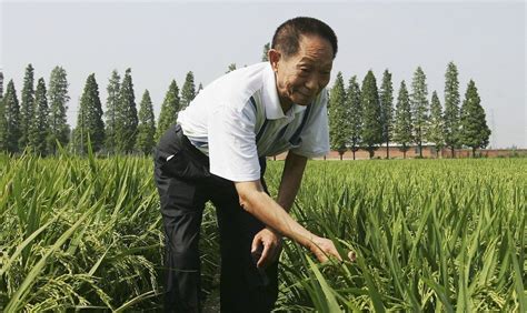 Shanghai/beijing — chinese agronomist yuan longping, who was known for developing the first hybrid rice strains, died at age 91 in the central province of hunan on saturday, the official xinhua. An 87-year-old scientist may have just unlocked the secret ...