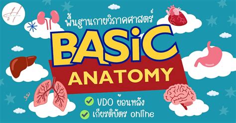 Basic Anatomy พื้นฐานกายวิภาคศาสตร์