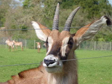 Roan Antelope Zoochat