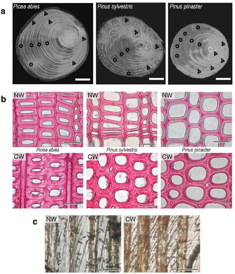 Macroscopic And Microscopic Description Of Investigated Wood Material