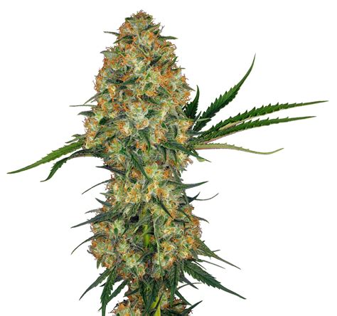 Why Cannabis Makes You Laugh & Best Strains for Giggles - Sensi Seeds