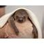 This Baby Sloth Winking At You Will Melt Your Heart  Shropshire Star