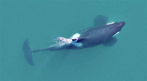Video Dramatic Drone Footage Shows Orcas Feasting On Minke Whale