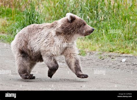 Grizzly Bear Cub Running Ursus Arctos Horriblis Brooks River Katmai