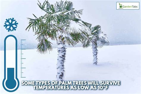 Can Palm Trees Survive A Freeze