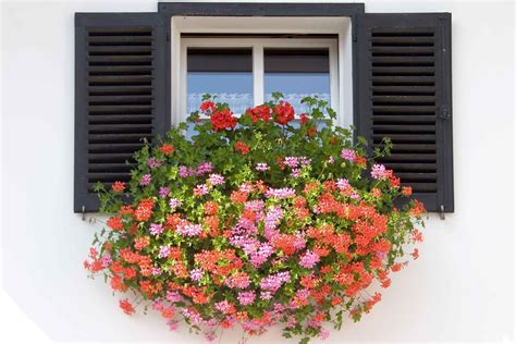 32 Beautiful Ideas Cascading Flowers For Window Boxes 31 Window Box