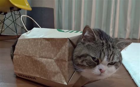 Maru Cat Really Loves His New Bag Outfit Video Sheknows