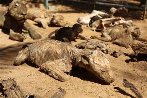 Mummified Animals Khan Younis Zoo Gaza Mirror Online
