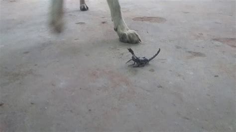 Dog Vs Scorpions Youtube