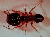 Eradicating Fire Ants Pictures
