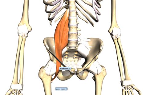 50 Is The New 30 Meet Your Muscles The Psoas