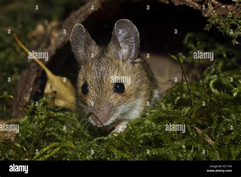European Wood Mouse Apodemus Sylvaticus Stock Photo Alamy