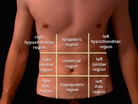 The abdominal wall is the wall enclosing the abdominal cavity that holds a bulk of gastrointestinal viscera. Location and Pictures of Different Organs In The Abdomen