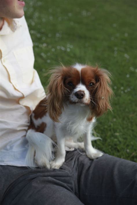 Meet Bella The Miniature King Charles Cavalier Spaniel She Is Full