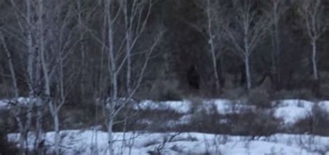 Hiker Records Footage Of Bigfoot In Utah Unexplained Mysteries