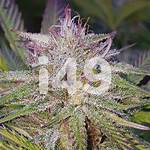 Buy Humboldt Marijuana Seeds For Sale - I49 Seed Bank
