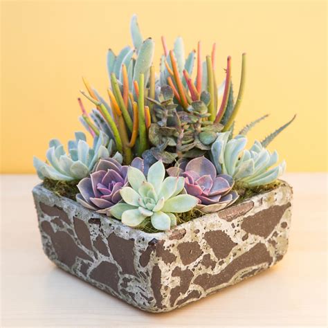 Tips For Planting Succulents In Containers Succulents And Sunshine
