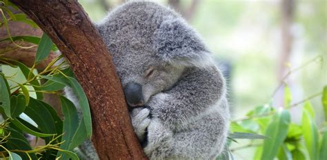 We Know How To Save Nsws Koalas From Extinction But The Government