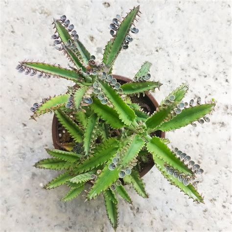A Closer Look At The Mother Of Thousands Plant Pse