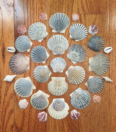 Seashell Mandala Saltwaterdesignsny Seashell Art Seashell Crafts