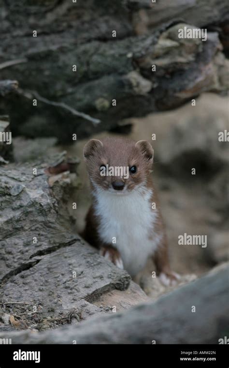 Weasel Mustela Nivalis Stock Photo Alamy