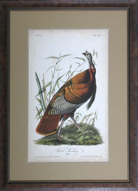 audubon wild turkey turkey art john james audubon audubon prints