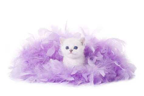 A Cute British Kitten In A Pinkpurple Plume Purple Cat Kitten