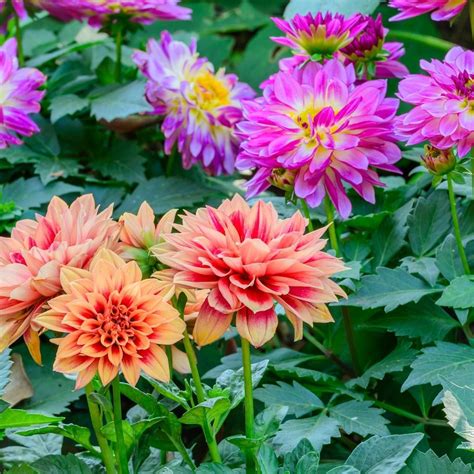 Dahlia Variabilis Dwarf Variety Growing To 20 30cm Does Not Required
