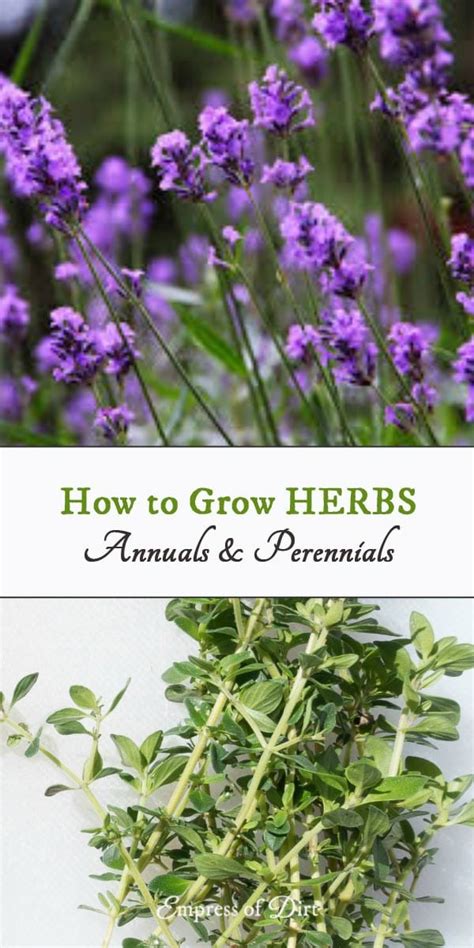 Maybe you would like to learn more about one of these? Growing Herbs | Annuals and Perennials | Printable ...