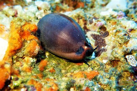 Mediterranean Sea Snail Shell Mollusk Luria Lurida Stock Photo