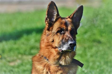 Which, most german shepherds definitely will. 5 Best Dog Foods For German Shepherds In 2021 | DoggOwner