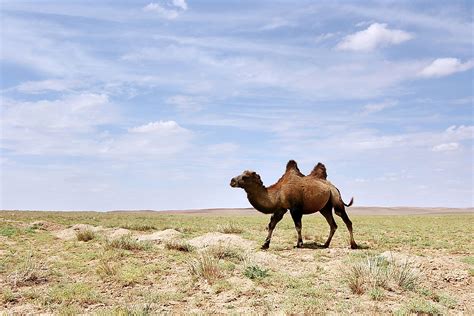 What Animals Live In The Gobi Desert Worldatlas