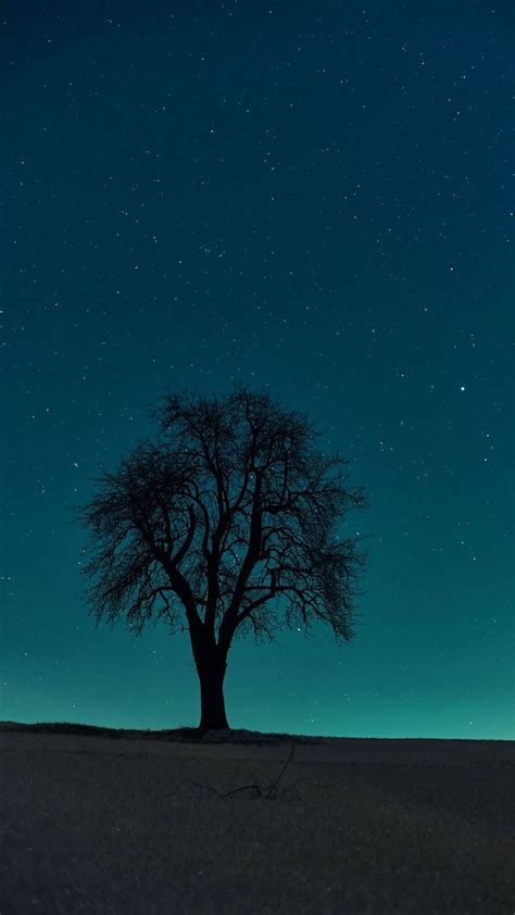 Download Wallpaper 1080x1920 Tree Field Night Starry Sky Dark