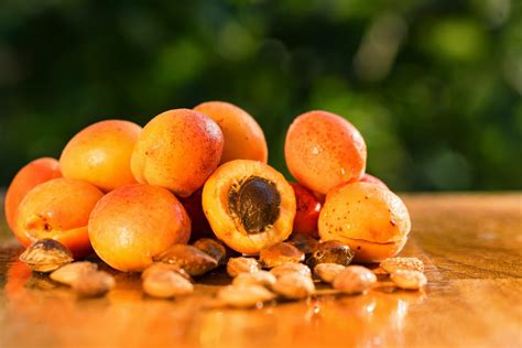 How To Grow Apricot From Seed Geniuswriter