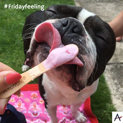 Friday Feeling! | Friday feeling, Feelings, French bulldog