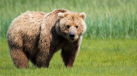 Photographer In Alaska Grazing Grizzly Bears Science Connected Magazine