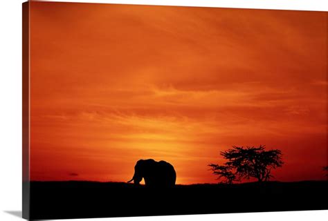 African Elephant Loxodonta Africana Standing At Sunset Side View
