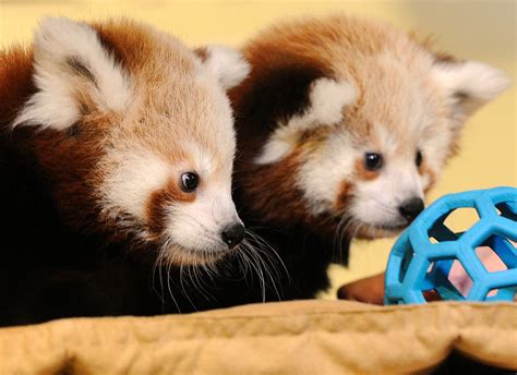 These Red Pandas Are Ready To Play Some Ball Picture Cutest Baby
