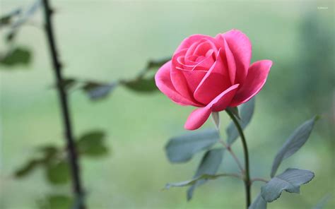 Pictures Of Beautiful Pink Rose Flower Best Flower Site