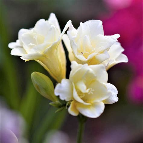 Fragrant White Freesia Bulbs For Sale Online Double Flowers Easy To